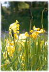 print of Cowslips at GB Gruffy Ground.