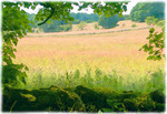 print of Wildflower Meadow near Priddy.