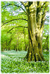 print of Kingswood I, Somerset.