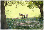 print of Spring Lambs, Somerset.