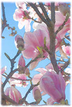 print of Magnolia, Axbridge.