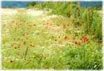 print of Poppies