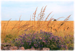 print of Tufted Vetch